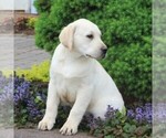 Small Photo #3 Labrador Retriever Puppy For Sale in DELTA, PA, USA