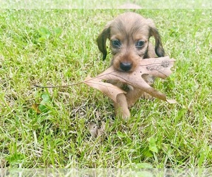 Dachshund Puppy for sale in THREE RIVERS, MI, USA