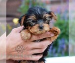 Kelsey - Female Yorkshire Terrier Puppy for Sale - Photo #3