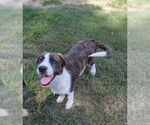 Small #2 Mutt