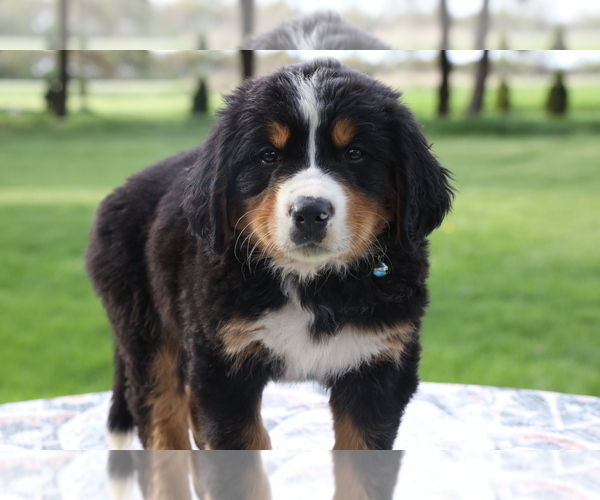 Medium Photo #1 Bernese Mountain Dog Puppy For Sale in BOSWELL, IN, USA