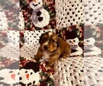 Small Photo #14 Dorgi Puppy For Sale in HURST, IL, USA