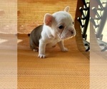 Puppy Fawn and White French Bulldog