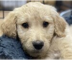 Small Goldendoodle
