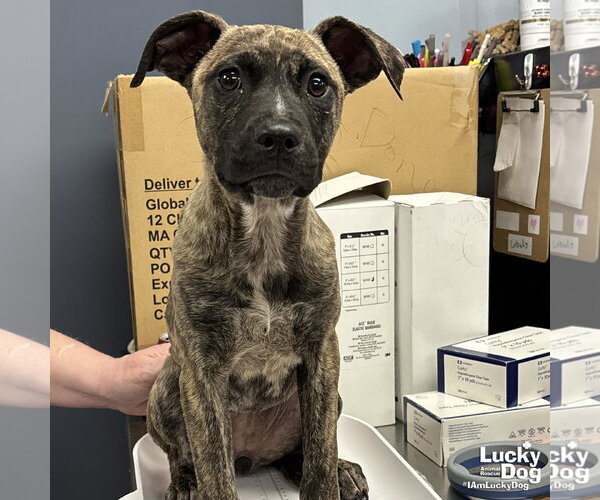 Medium Photo #2 Mutt Puppy For Sale in Washington, DC, USA