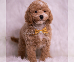 Small Photo #40 Poodle (Miniature) Puppy For Sale in WARSAW, IN, USA