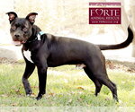 Small #6 American Staffordshire Terrier Mix