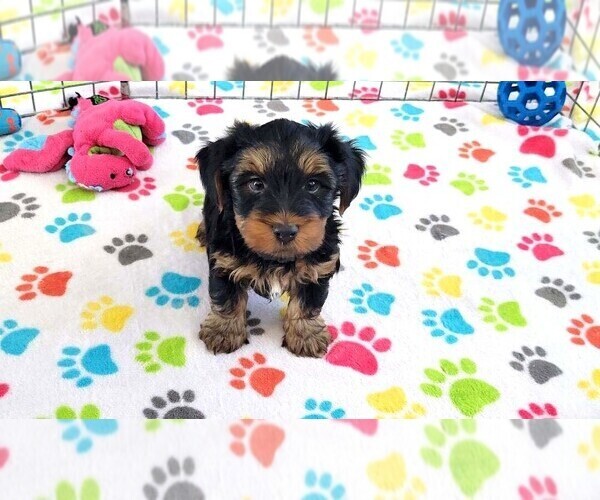 Medium Photo #5 Yorkshire Terrier Puppy For Sale in ORO VALLEY, AZ, USA