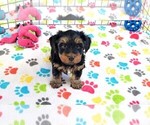 Small #4 Yorkshire Terrier