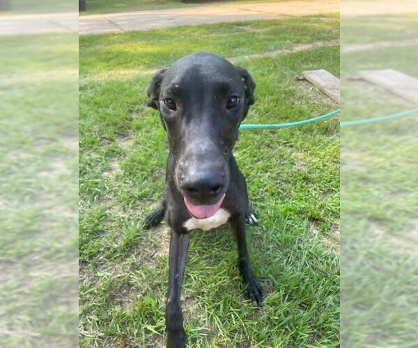 Medium Photo #3 Great Dane Puppy For Sale in Bullard, TX, USA