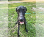 Small #2 Great Dane