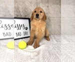 Small #6 Golden Retriever