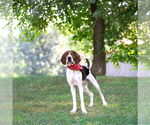 Small #5 Mutt