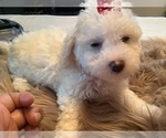 Small #6 Maltipoo