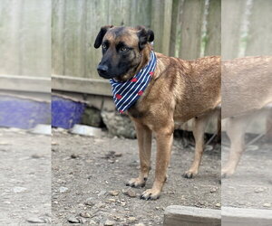 Sweat Pea (Mize) - Female Mutt Dog for Adoption - Photo #3