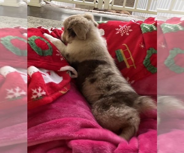 Medium Photo #3 Australian Shepherd Puppy For Sale in MOSELLE, MS, USA
