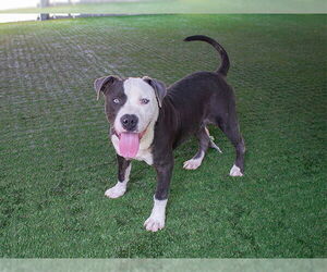 American Pit Bull Terrier Dogs for adoption in Pasadena, CA, USA