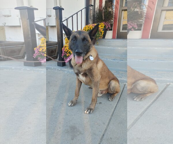 Medium Photo #7 Mutt Puppy For Sale in  Ramona, CA, USA