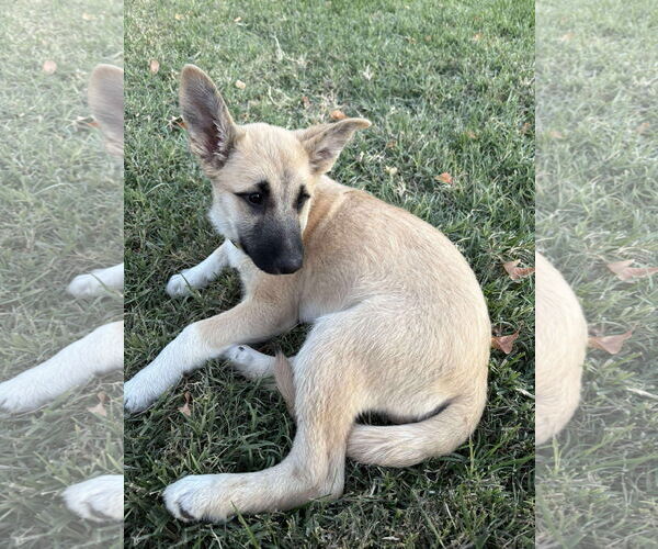 Medium Photo #5 Great Pyrenees Puppy For Sale in Bountiful, UT, USA