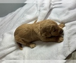 Small Photo #5 Goldendoodle Puppy For Sale in LAKELAND, FL, USA