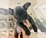 Small Photo #8 French Bulldog Puppy For Sale in EL PASO, TX, USA
