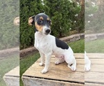 Image preview for Ad Listing. Nickname: Scout