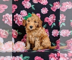 Double Doodle Puppy for sale in NOTTINGHAM, PA, USA