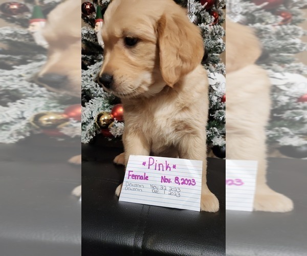 Medium Photo #9 Golden Labrador-Golden Retriever Mix Puppy For Sale in BASTROP, TX, USA