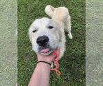 Small Great Pyrenees Mix