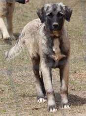 Anatolian Shepherd Puppy for sale in SANDERSVILLE, GA, USA