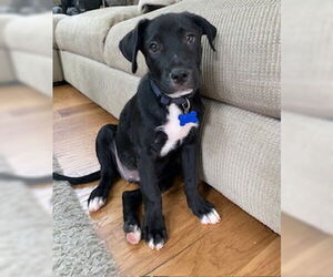 Labrador Retriever-Unknown Mix Dogs for adoption in Coldwater, MI, USA