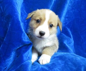 Pembroke Welsh Corgi Puppy for sale in NORWOOD, MO, USA
