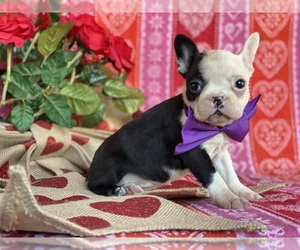 Boston Terrier Puppy for sale in LANCASTER, PA, USA