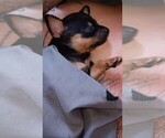 Small Photo #5 Chihuahua Puppy For Sale in PHILADELPHIA, PA, USA