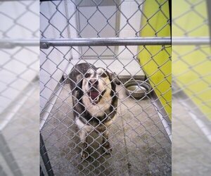 Alaskan Malamute-Unknown Mix Dogs for adoption in Temple, TX, USA