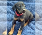 Small Photo #2 Doberman Pinscher Puppy For Sale in MILL SPRING, NC, USA