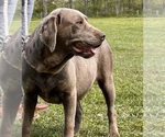Small Photo #1 Labrador Retriever Puppy For Sale in NEOLA, WV, USA