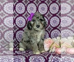 Small Photo #2 Aussiedoodle Miniature  Puppy For Sale in OXFORD, PA, USA