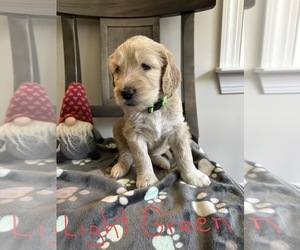 Goldendoodle Puppy for Sale in LANDIS, North Carolina USA