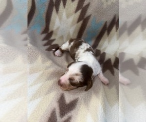 Dachshund Puppy for sale in LAWRENCEBURG, TN, USA