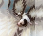 Image preview for Ad Listing. Nickname: peanut