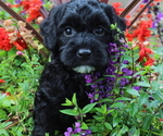 Small Photo #5 Australian Labradoodle Puppy For Sale in REMER, MN, USA