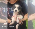 Small #1 Collie-Labrador Retriever Mix