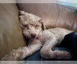 Small #8 Poodle (Miniature)