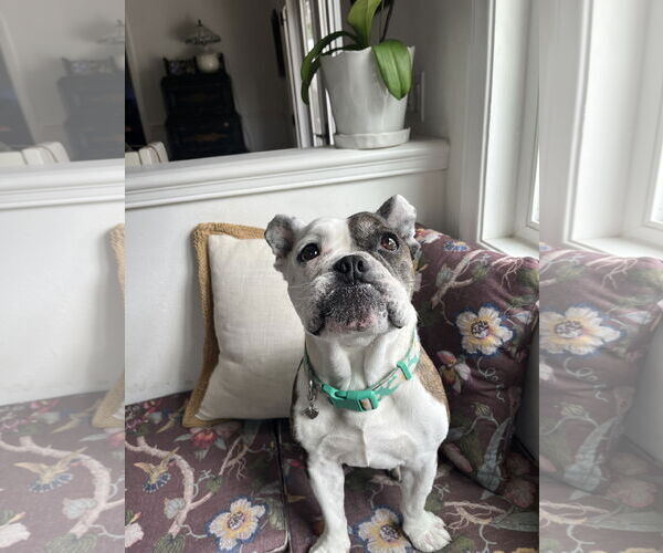 Medium Photo #3 French Bulldog Puppy For Sale in Menifee, CA, USA