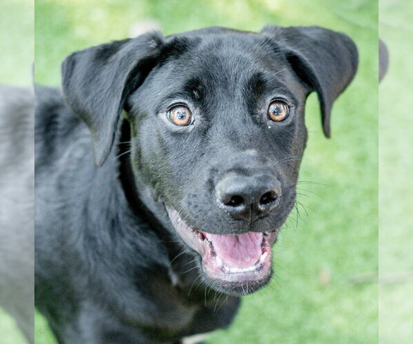 Medium Photo #1 Labrador Retriever-Unknown Mix Puppy For Sale in Hilton Head, SC, USA