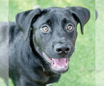 Small Labrador Retriever Mix