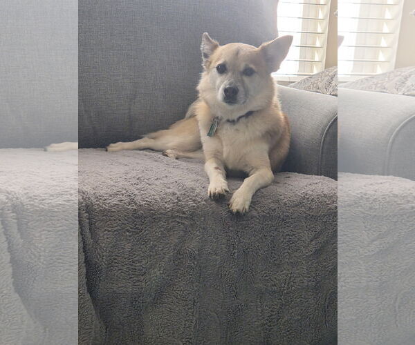 Medium Photo #5 Jack-A-Ranian Puppy For Sale in Sandy, UT, USA