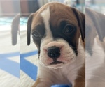 Small Photo #4 Boxer Puppy For Sale in DELTONA, FL, USA