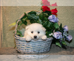 Puppy Frosty American Eskimo Dog